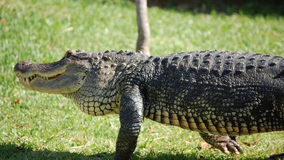 Entrada a los Everglades con paseo en hidrodeslizador y espectáculo de vida silvestre