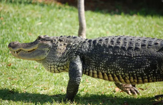 大沼澤地門票連氣墊船遊覽及野生動物表演