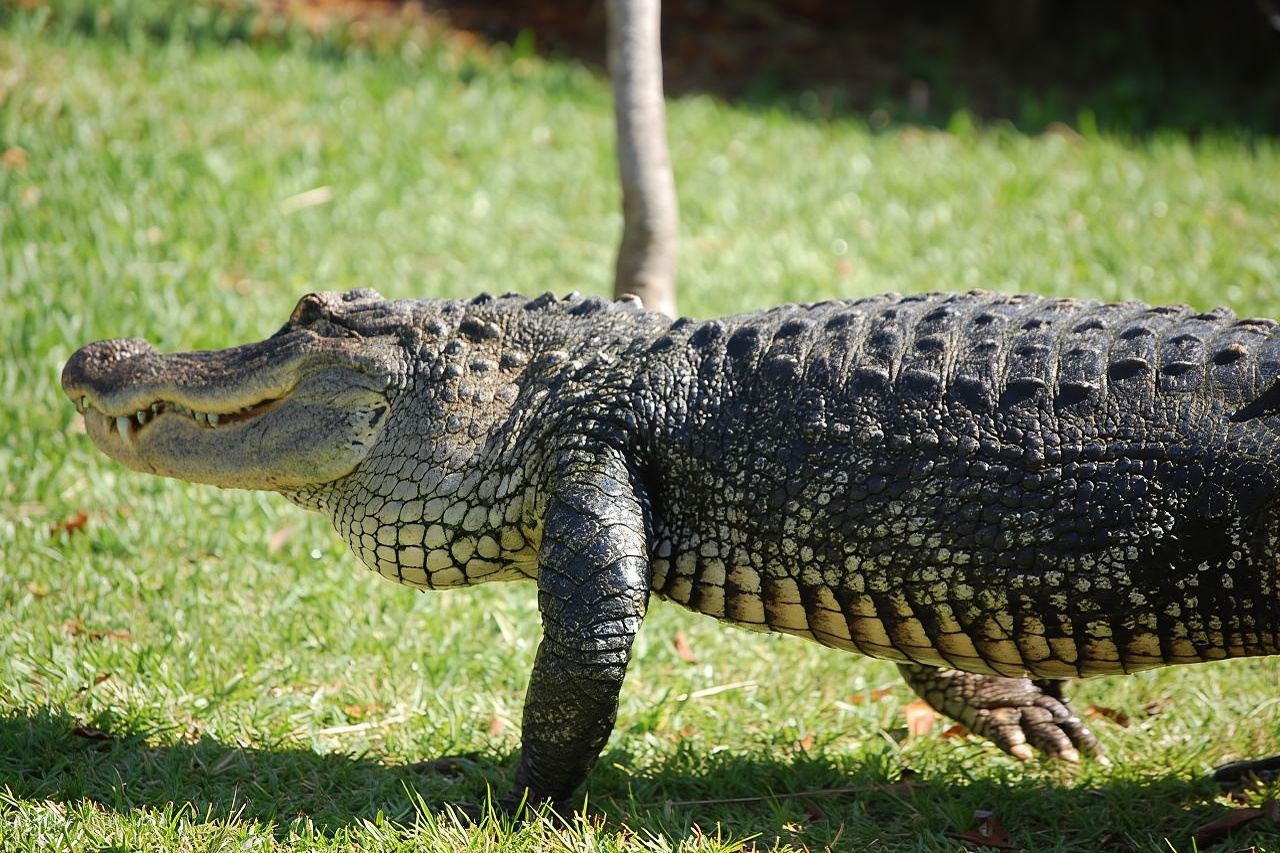 Biglietto d'ingresso alle Everglades con giro in idroscivolante e spettacolo sulla fauna selvatica