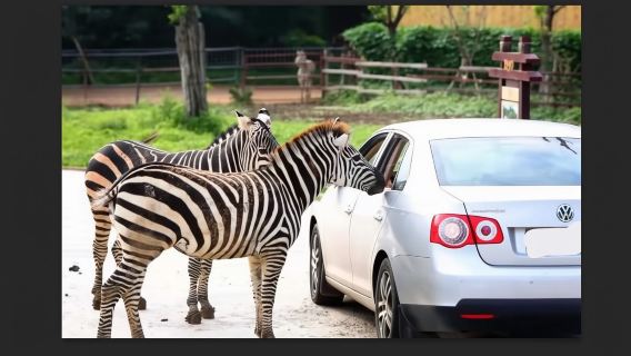 北京野生動物園一日遊【一家一團含門票◆上門接送/10小時】