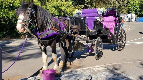 Official Private New York City Central Park Horse Carriage Ride Since 1965