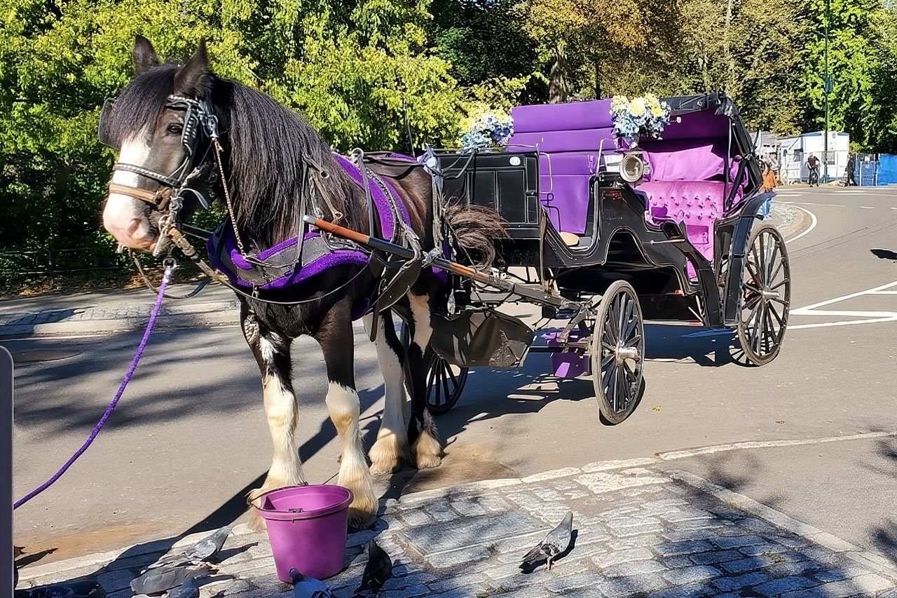 Official Private New York City Central Park Horse Carriage Ride Since 1965