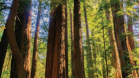 Muir Woods and Sausalito guided tour from San Francisco