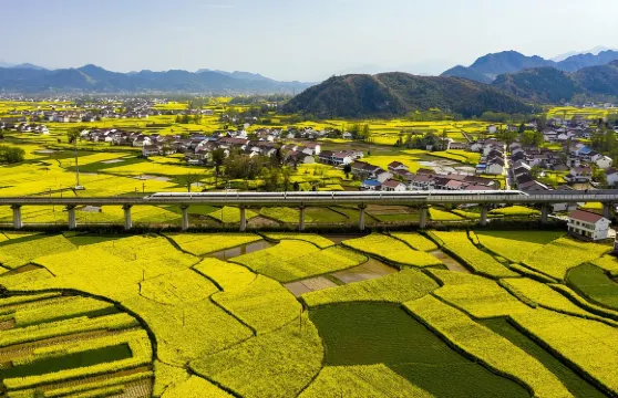 漢中油菜花高鐵一日遊-不請假-10點高鐵站集合-18點送高鐵