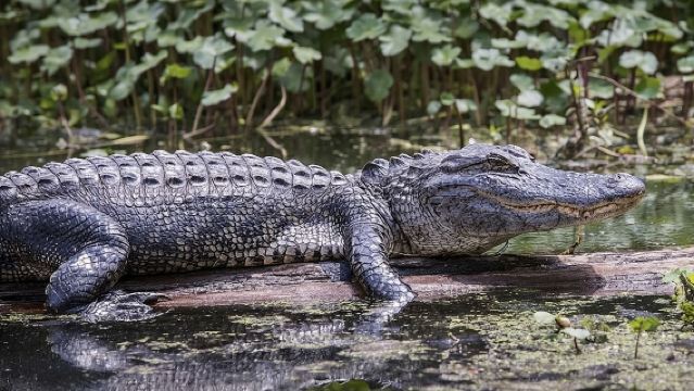 Esperienza in Airboat nelle Everglades – Fauna Selvatica e Zone Umide