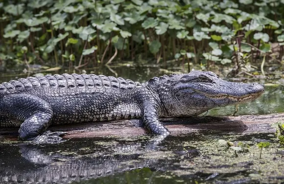 大沼澤地氣墊船體驗 – 野生動物與濕地
