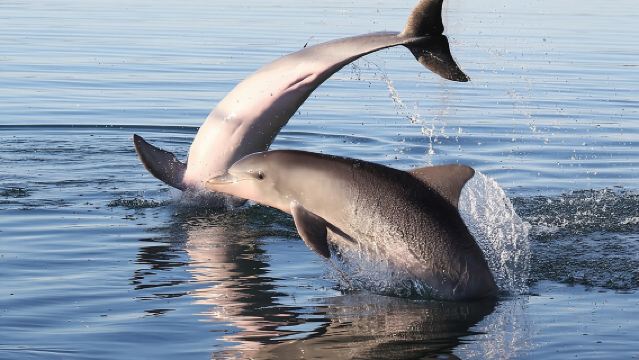 アデレード ドルフィンサンクチュアリ カヤックツアー