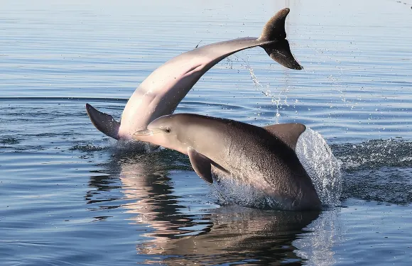 阿德萊德海豚保護區獨木舟之旅