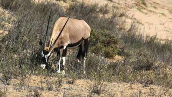 Sandwich Harbour: Namibia's Ultimate Desert Meets Ocean Tour