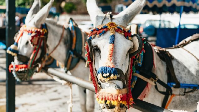 Von der Costa del Sol: Tour durch Mijas, Marbella und Puerto Banús