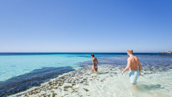 Dari Perth: Lawatan Hari Feri & Bas Pulau Rottnest