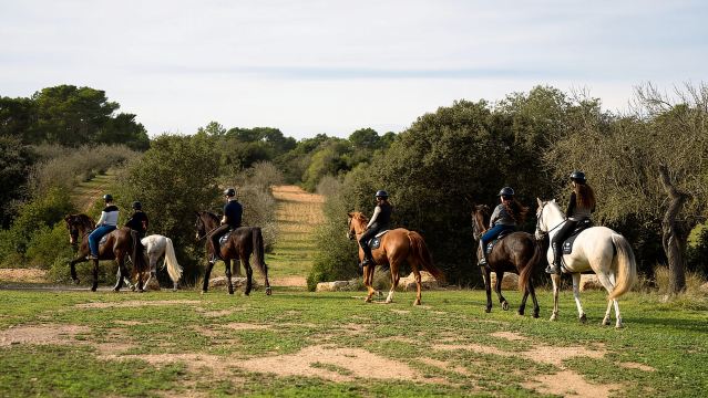 Mallorca: Paseo a caballo al atardecer, espectáculo ecuestre y cetrería