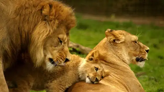 เดอร์บัน: ทัวร์ครึ่งวันเขตรักษาพันธุ์สัตว์ป่าทาลาและสวนสิงโตนาตาล