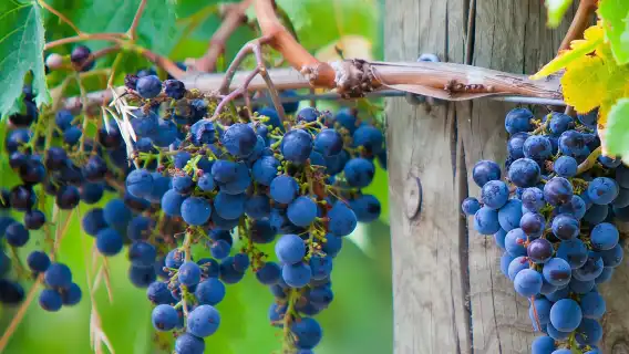 Mornington Peninsula Tour inc chairlift,beach boxes,lunch,choc tasting and more