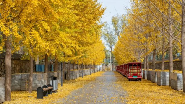 【河北全域·京津冀文化走廊】故宮長城頤和園專業解讀|中英俄法多語種導遊|包車定制遊|VIP精品小團