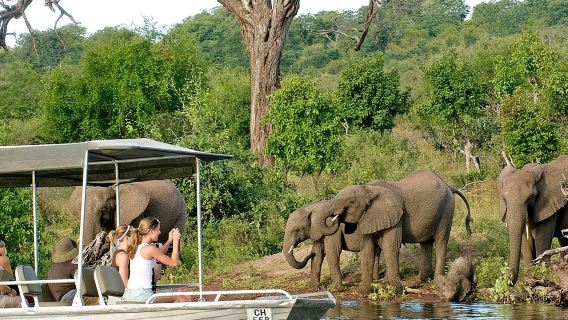 Chobe Full Day Trip