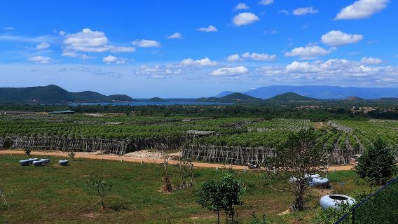 La Plantation tour (discovering Kampot Pepper) + Lunch