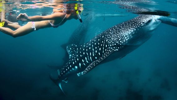 Snorkeling with Whale Sharks of Oslob and Sardines in Moalboal with Tumalog Falls