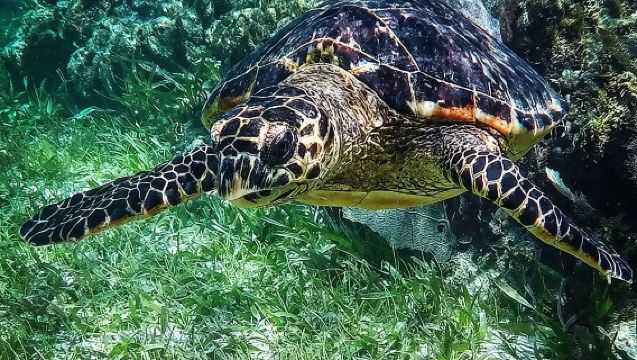 Snorkeling Guided Activity in Puerto Morelos Mexico