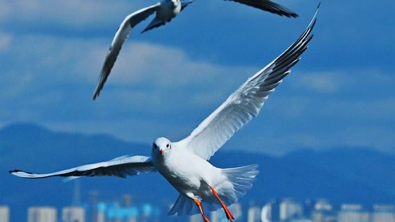 石林風景區+滇池包車一日遊：觀海鷗+三環內免費接駁+純玩無購物