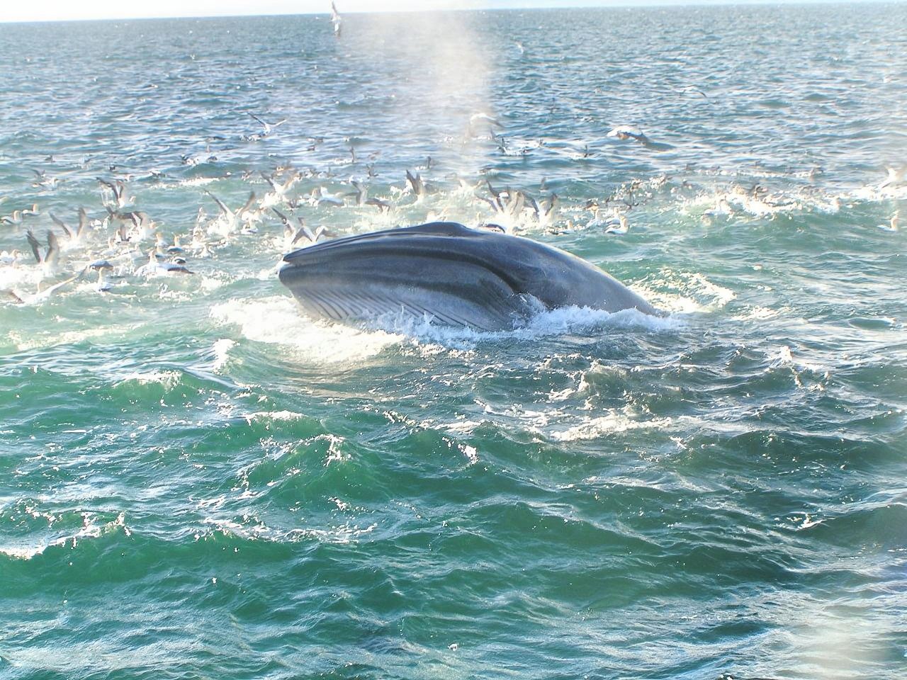 Acuario de vida marina de Kelly Tarlton + Sky Tower (Torre del cielo) + Descubrimiento de ballenas y delfines + Museo conmemorativo de guerra
