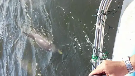 1.5-hour Dolphin Sightseeing Cruise from Tampa