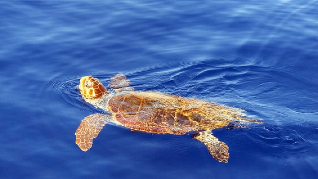 イルカ・クジラ・ウミガメ・バードウォッチング