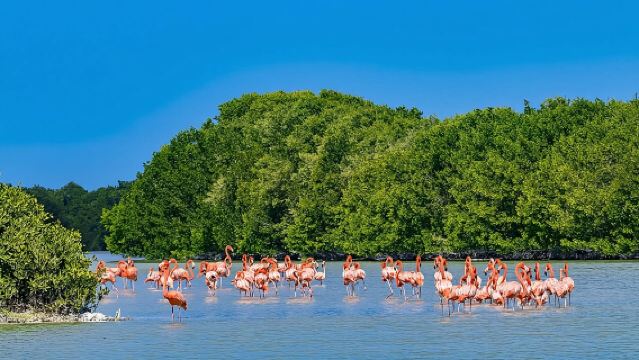 Celestun Beach and Mangrove Boat Ride from Merida