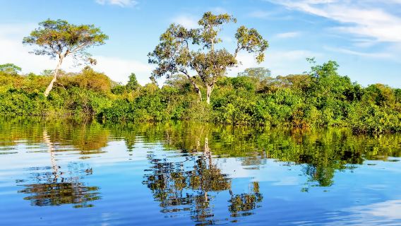 perjalanan satu hari Sungai Amazon dari Manaus, Brasil (Minimal 1 orang + Ikan Buntal Merah Muda + Transportasi + Makan Siang)