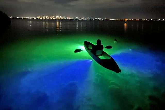 Sarasota: Glass Bottom Kayak Fish Feeding LED Night Tour