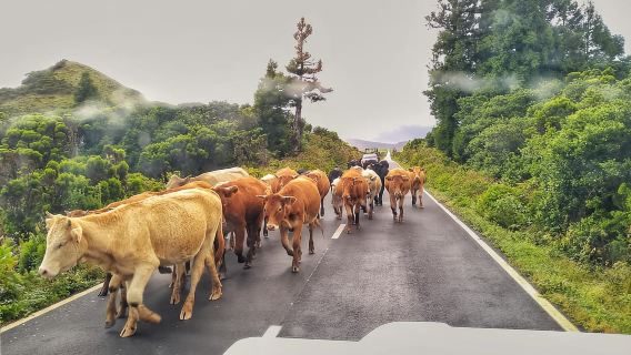 Lawatan jip 1 hari di pulau Pico - Azores