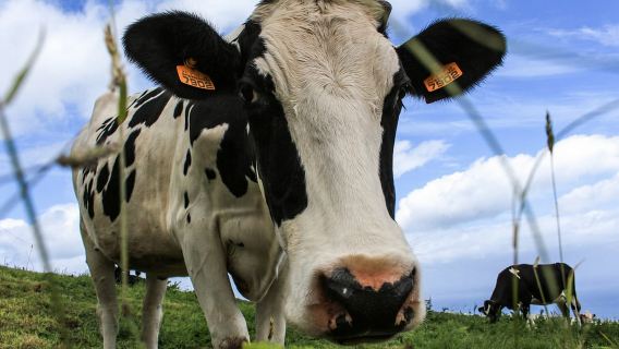 São Miguel Island: Full Day All-in-One Tour