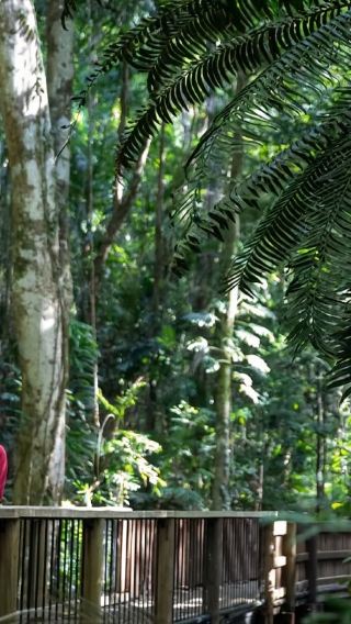 In-depth Tour: Cairns Daintree Rainforest + Cape Tribulation + Mossman Gorge Cultural Centre + Crocodile Cruise 1-day Tour