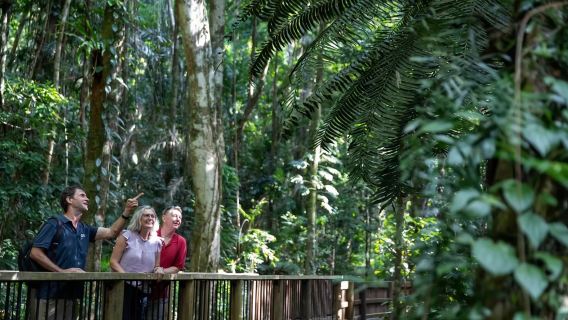 In-depth Tour: Cairns Daintree Rainforest + Cape Tribulation + Mossman Gorge Cultural Centre + Crocodile Cruise 1-day Tour