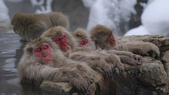 Nagano Snow Monkey 1 Day Tour with Beef Sukiyaki Lunch from Tokyo
