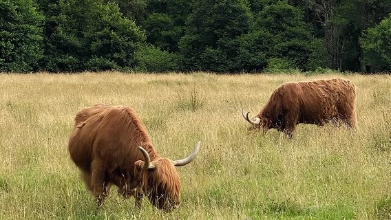 Частная однодневная поездка на озеро Лох-Несс и в Шотландское нагорье через Гленко