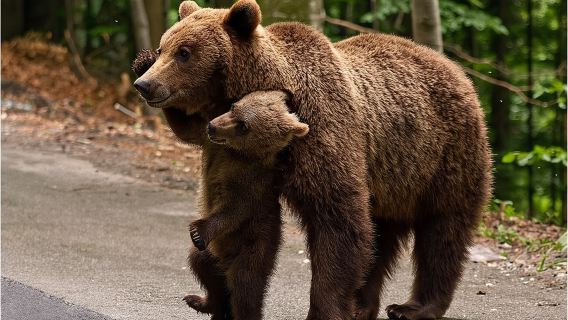 One day trip Bear Sanctuary, Dracula Castle, Rasnov Fortress from Brasov