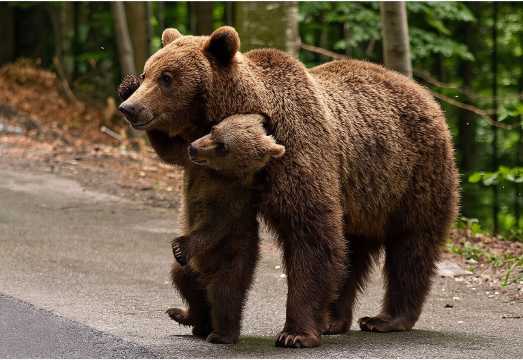 One day trip Bear Sanctuary, Dracula Castle, Rasnov Fortress from Brasov