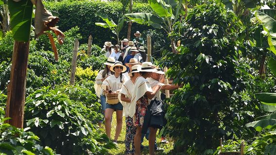 Visite des plantations de café de Medellín