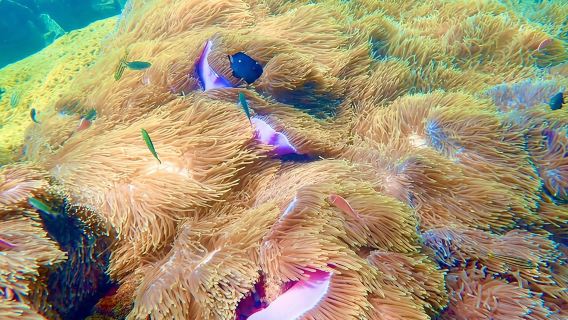 A private tour with Cable car & Boat trip to An Thoi islands