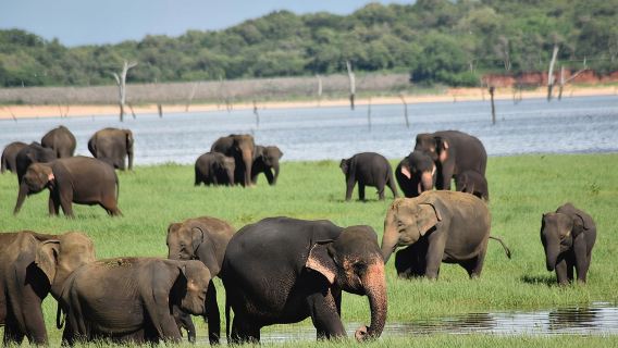 Private Jeep Safari at Minneriya National Park to Visit Elephants