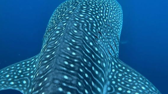 Wal- und Delfinbeobachtung