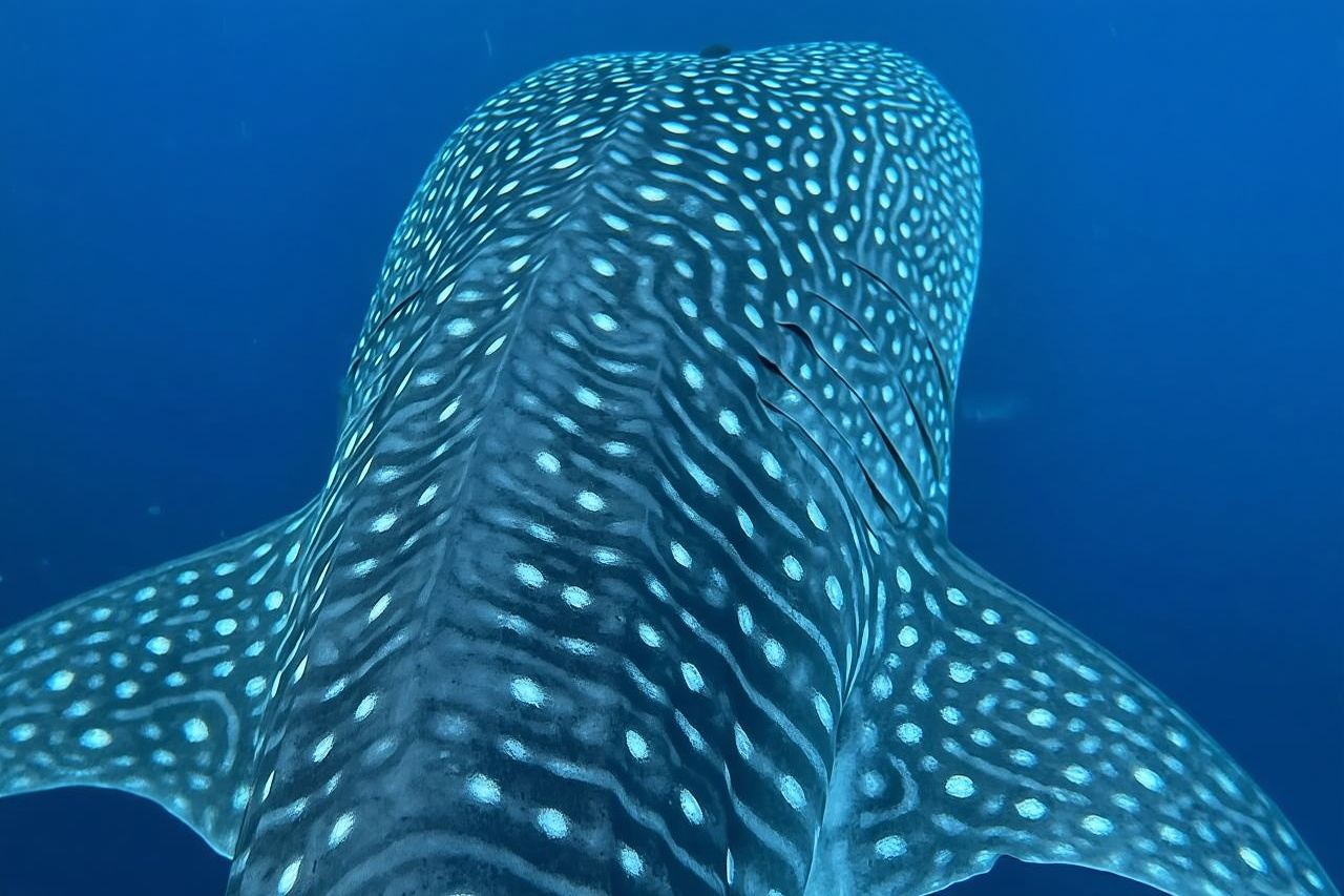 Whale & Dolphin Watching 