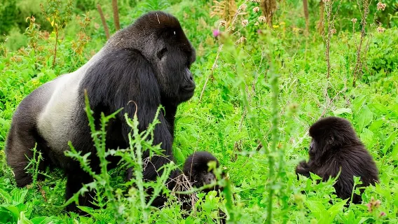 1 Day Gorilla Trekking Safari Tour