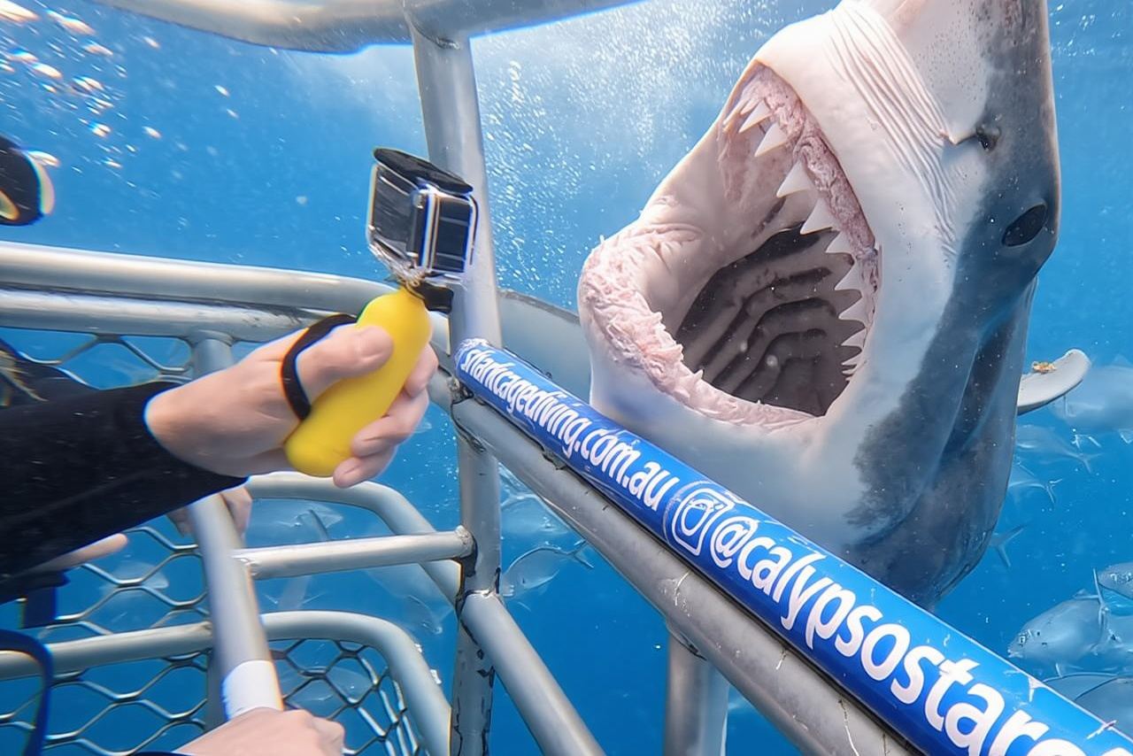 Shark Cage Diving with transport from Cape Town