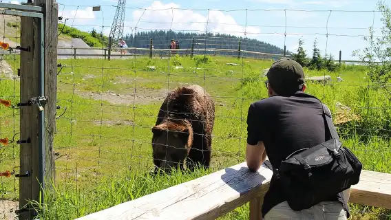 Grouse Mountain & Capilano Bridge Tour with Fish Hatchery