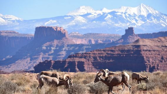 Combo giornaliero in 4X4 tra il Parco nazionale degli Arches e Canyonlands