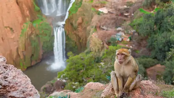 Marrakech to Ouzoud Waterfalls Day Trip with Local Guide & Boat