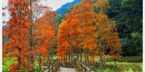 獨立包團上門接送從化石門公園+南平靜修小鎮避暑溯溪+摘水果一天