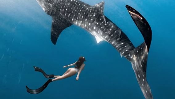 Snorkeling with Whale Sharks in Oslob, Philippines - Round-trip from Cebu|Bohol round-trip|Round-trip between Cebu and Bohol